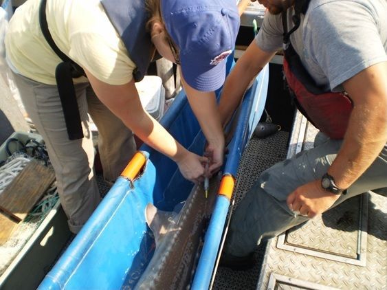 Sturgeon